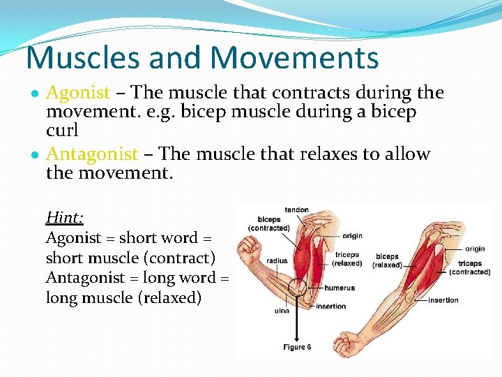 Muscles and Movements Agonist – The muscle that contracts during the movement. e. g.