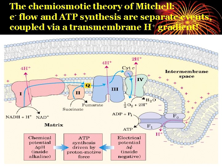 The chemiosmotic theory of Mitchell: e- flow and ATP synthesis are separate events, coupled