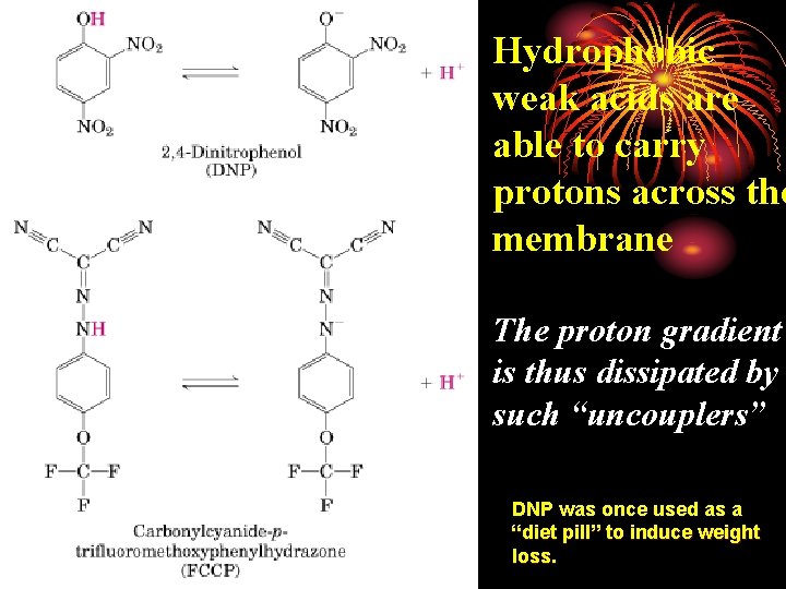 Hydrophobic weak acids are able to carry protons across the membrane The proton gradient