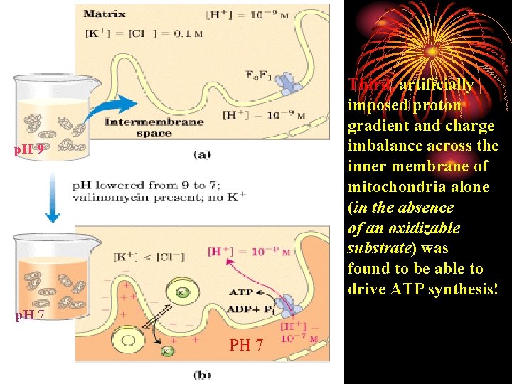 Third, artificially imposed proton gradient and charge imbalance across the inner membrane of mitochondria