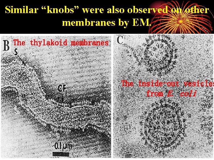 Similar “knobs” were also observed on other membranes by EM. The thylakoid membranes The