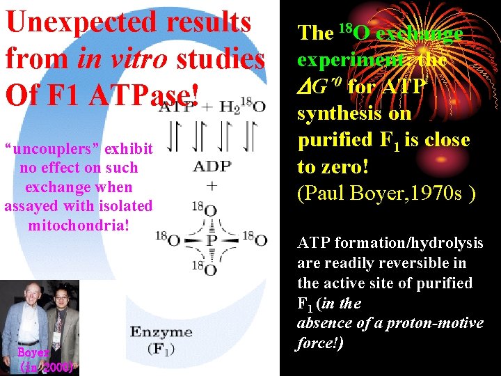 Unexpected results from in vitro studies Of F 1 ATPase! “uncouplers” exhibit no effect