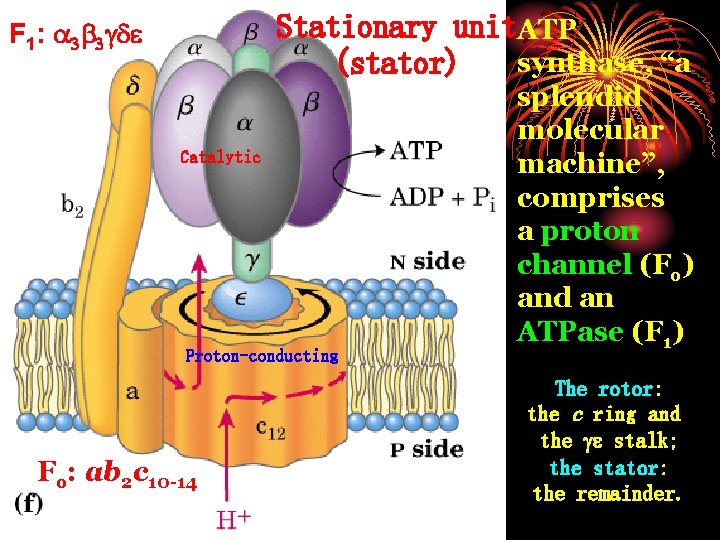 Stationary unit. ATP synthase, “a (stator) F 1: Catalytic Proton-conducting Fo: ab 2 c