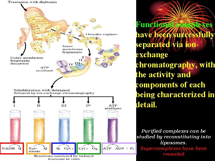 Functional complexes have been successfully separated via ionexchange chromatography, with the activity and components