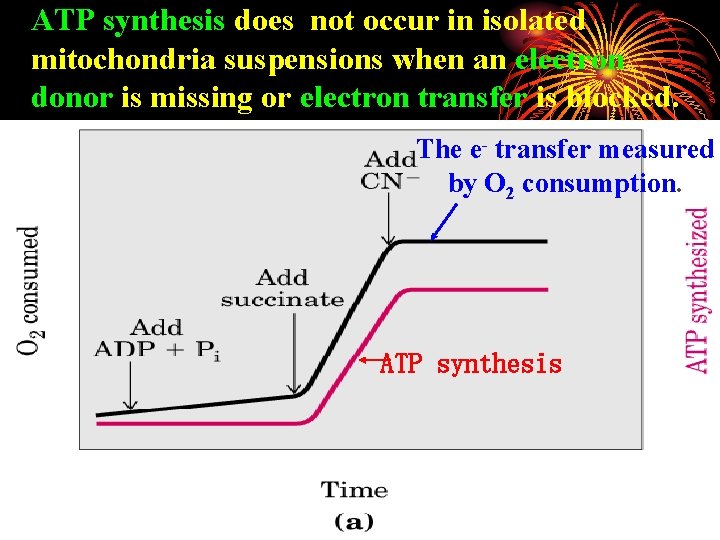 ATP synthesis does not occur in isolated mitochondria suspensions when an electron donor is