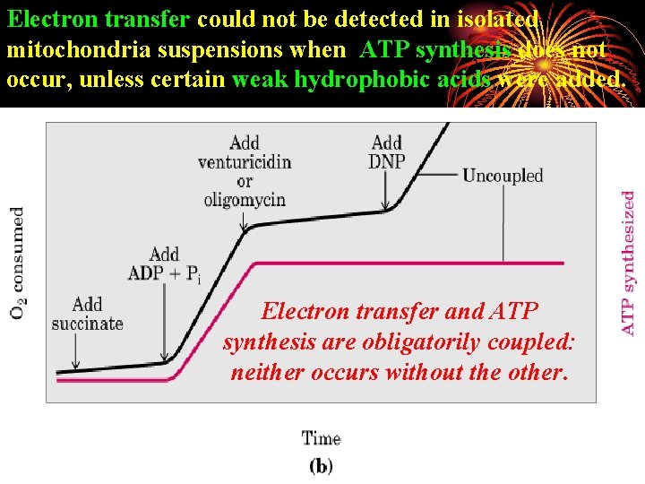 Electron transfer could not be detected in isolated mitochondria suspensions when ATP synthesis does