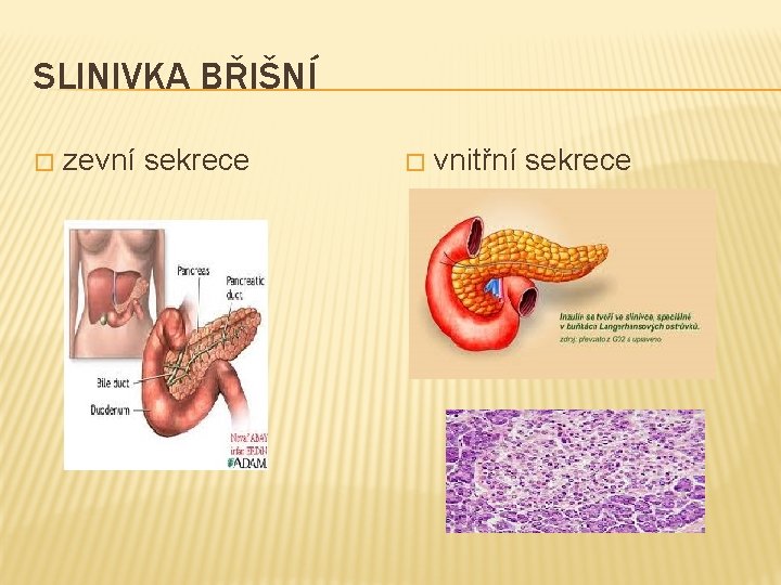 SLINIVKA BŘIŠNÍ � zevní sekrece � vnitřní sekrece 