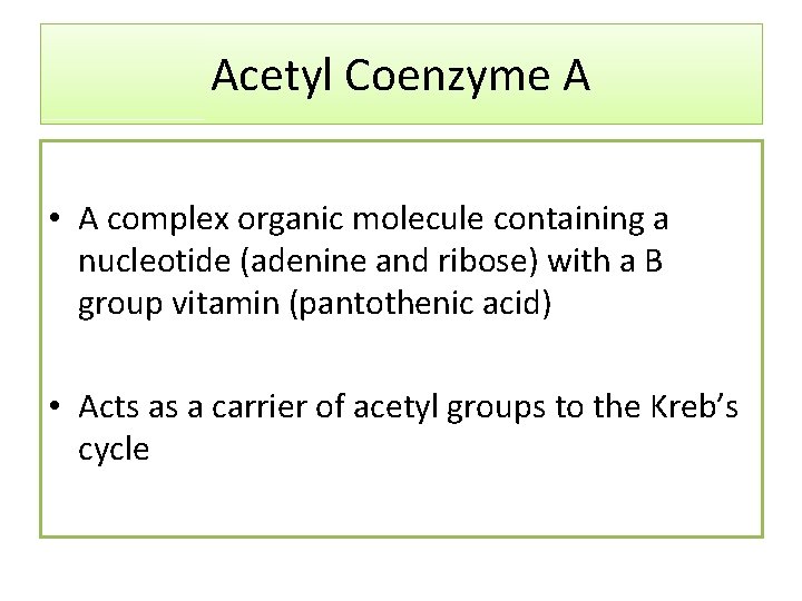 Acetyl Coenzyme A • A complex organic molecule containing a nucleotide (adenine and ribose)