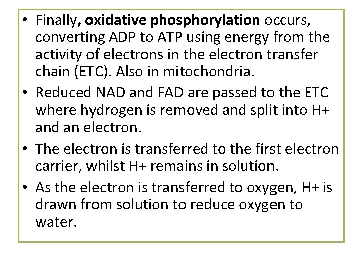  • Finally, oxidative phosphorylation occurs, converting ADP to ATP using energy from the