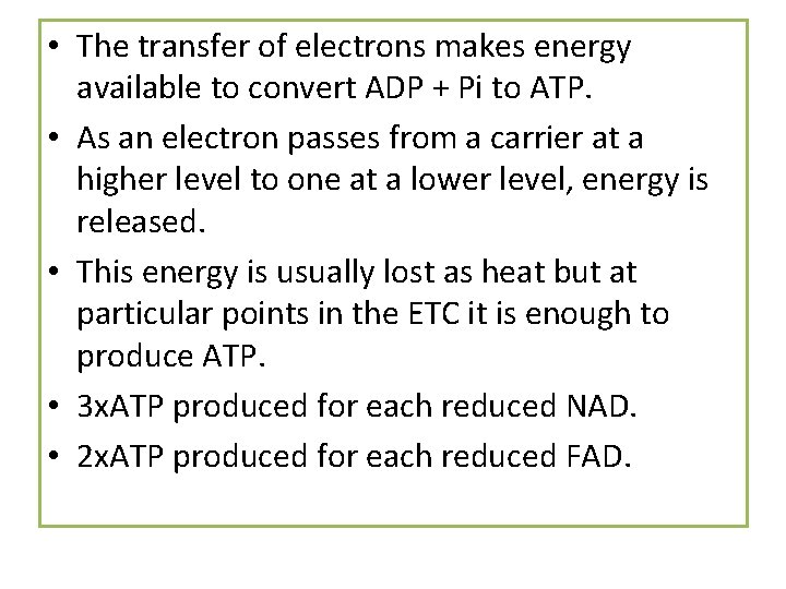  • The transfer of electrons makes energy available to convert ADP + Pi