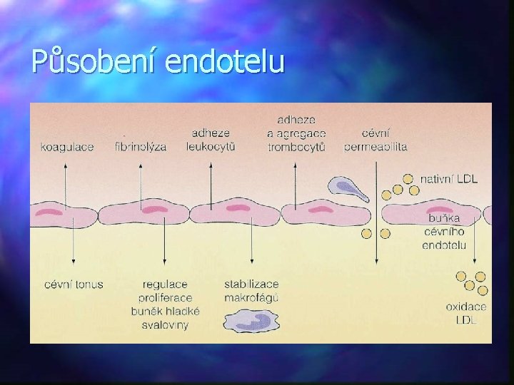 Působení endotelu 