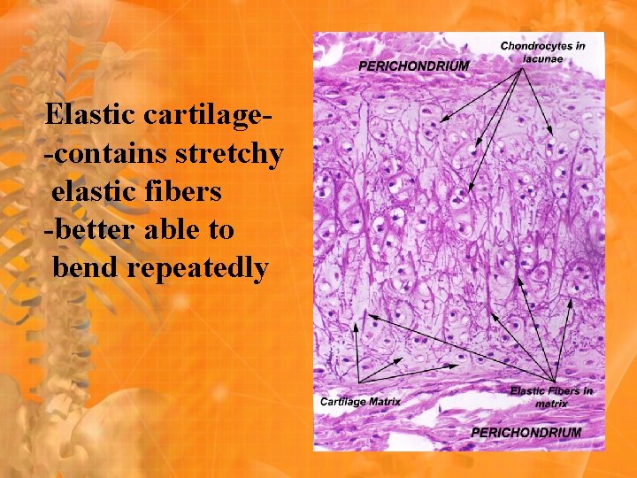 Elastic cartilage-contains stretchy elastic fibers -better able to bend repeatedly 