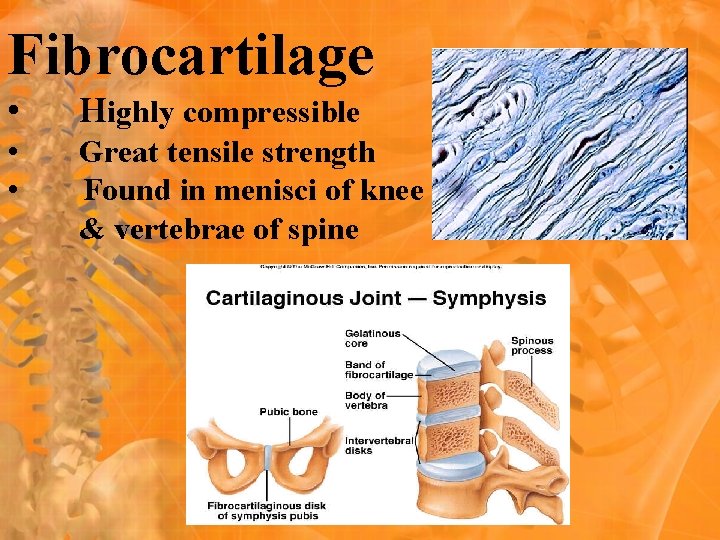 Fibrocartilage • Highly compressible • • Great tensile strength Found in menisci of knee
