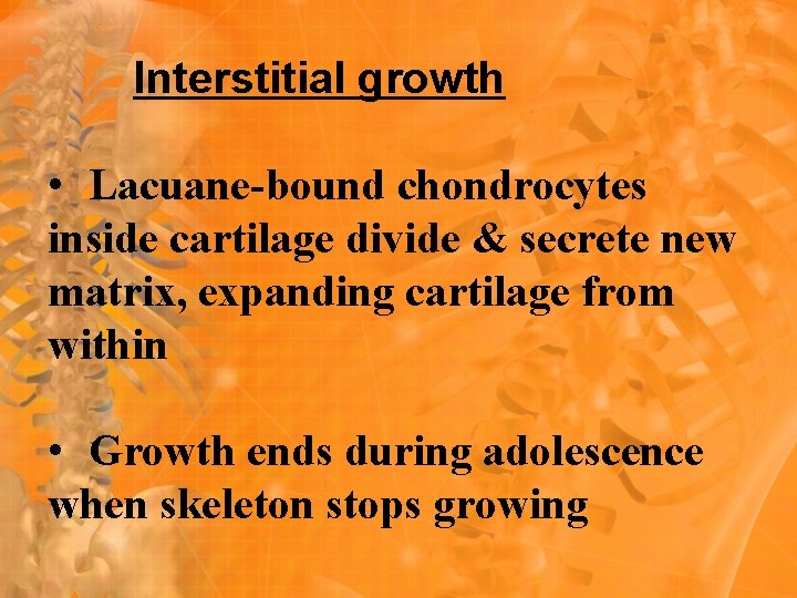 Interstitial growth • Lacuane-bound chondrocytes inside cartilage divide & secrete new matrix, expanding cartilage