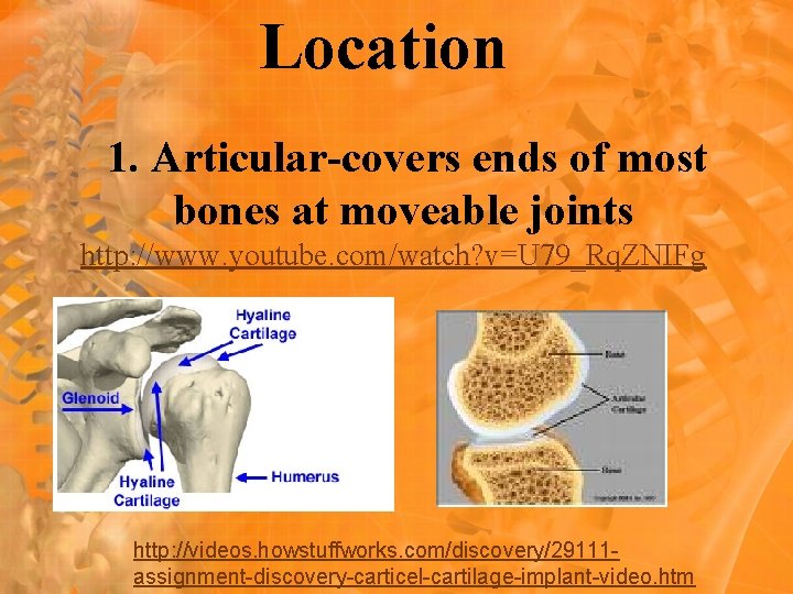 Location 1. Articular-covers ends of most bones at moveable joints http: //www. youtube. com/watch?