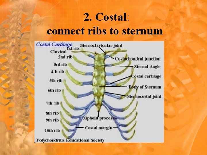 2. Costal: connect ribs to sternum 