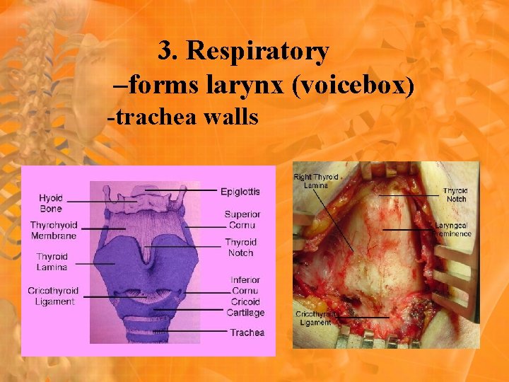 3. Respiratory –forms larynx (voicebox) -trachea walls 