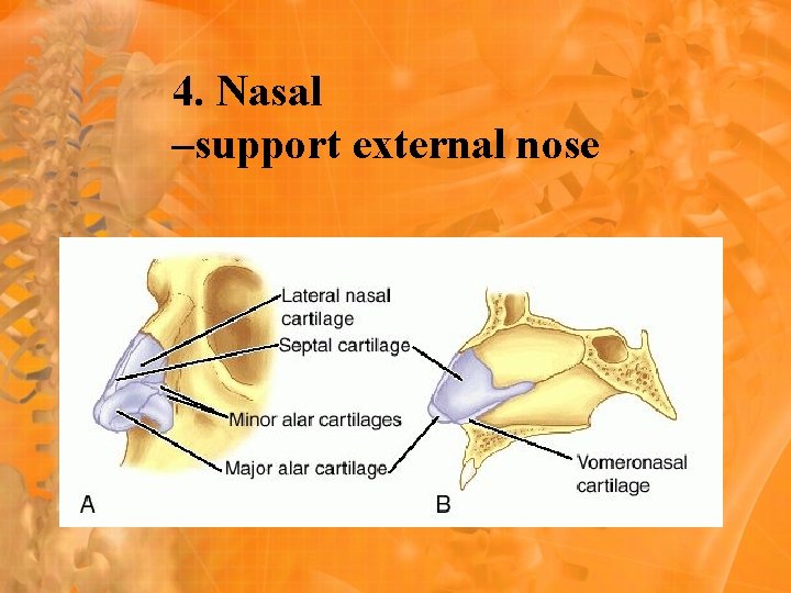 4. Nasal –support external nose 