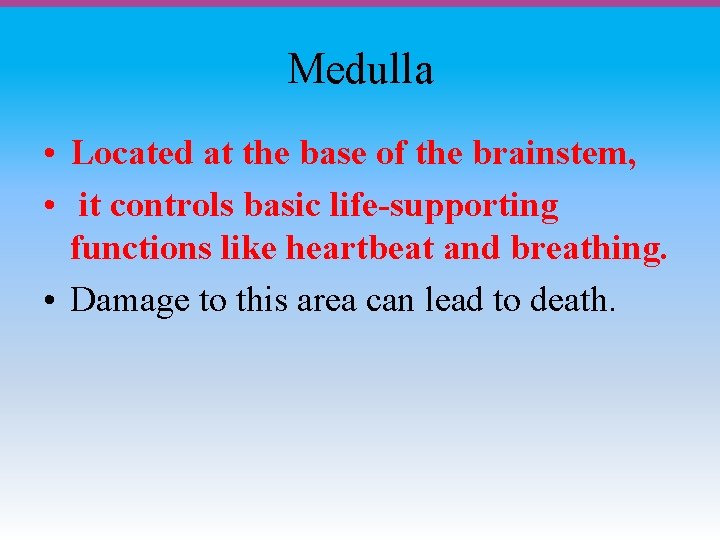 Medulla • Located at the base of the brainstem, • it controls basic life-supporting