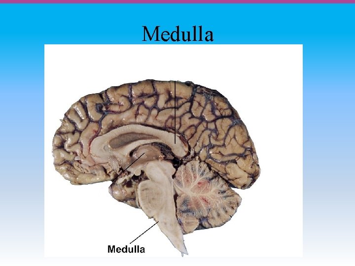 Medulla 