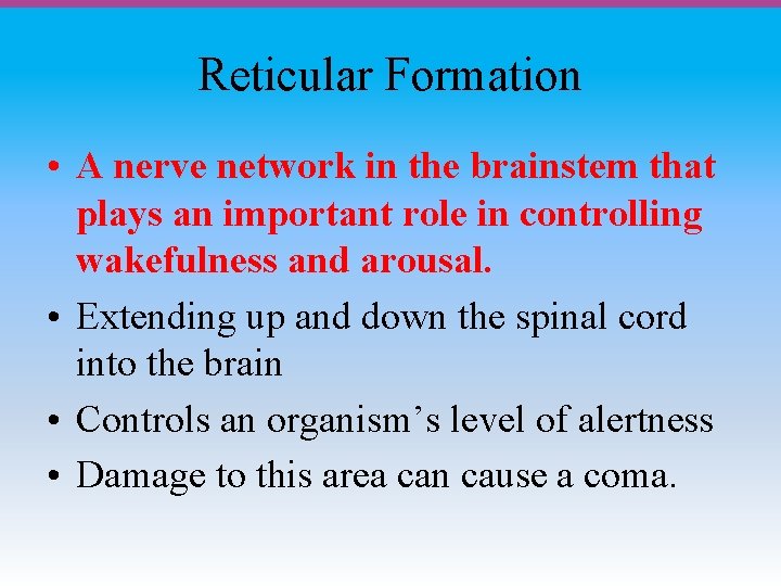 Reticular Formation • A nerve network in the brainstem that plays an important role
