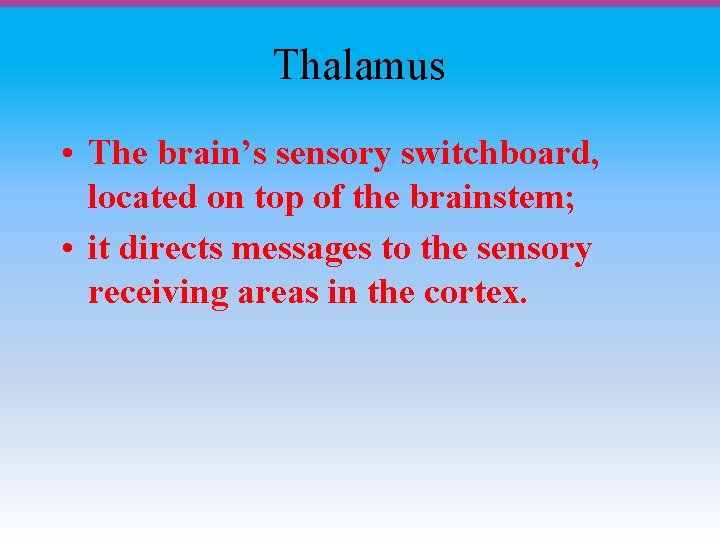 Thalamus • The brain’s sensory switchboard, located on top of the brainstem; • it