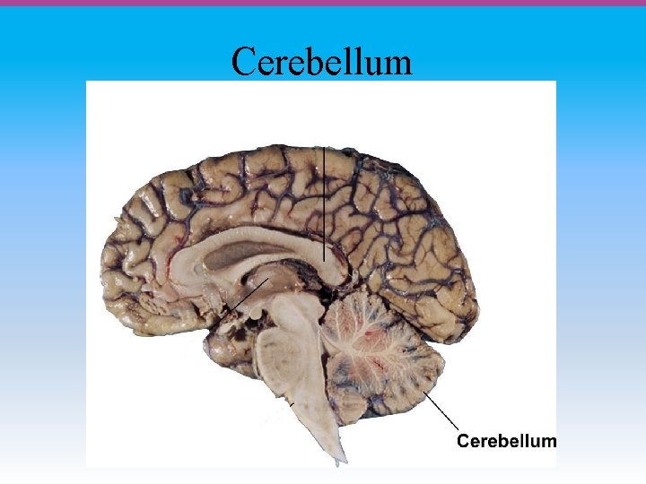 Cerebellum 