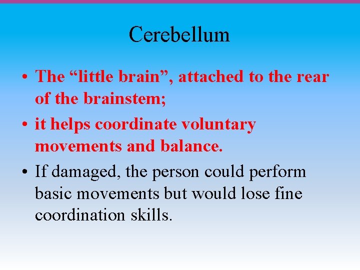 Cerebellum • The “little brain”, attached to the rear of the brainstem; • it