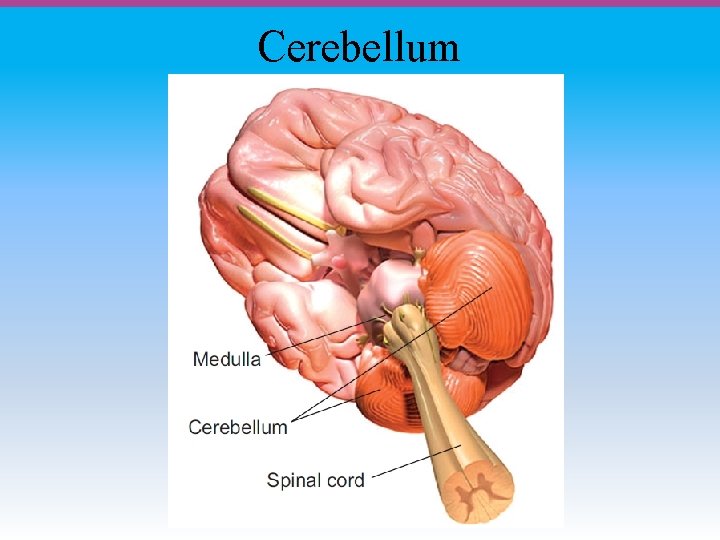 Cerebellum 