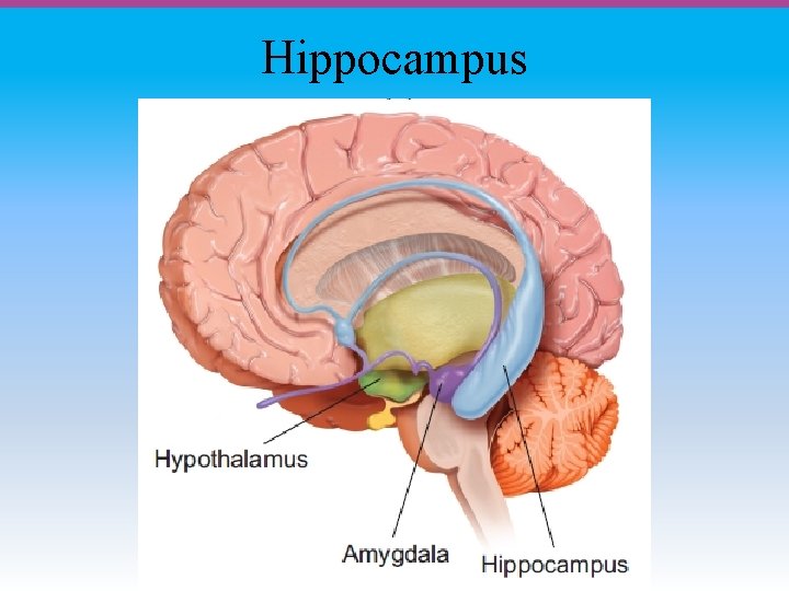 Hippocampus 