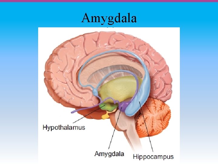 Amygdala 