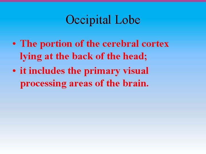 Occipital Lobe • The portion of the cerebral cortex lying at the back of