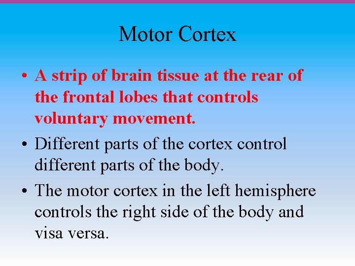 Motor Cortex • A strip of brain tissue at the rear of the frontal