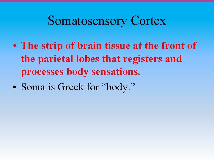 Somatosensory Cortex • The strip of brain tissue at the front of the parietal