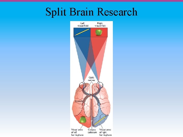 Split Brain Research 