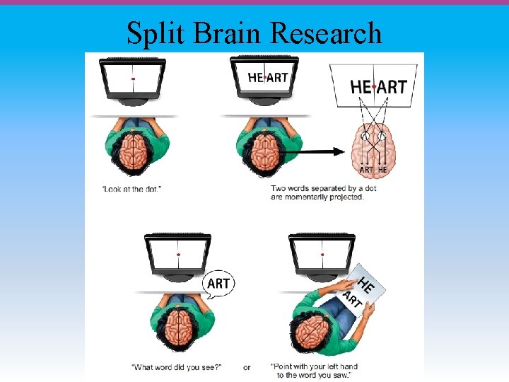 Split Brain Research 