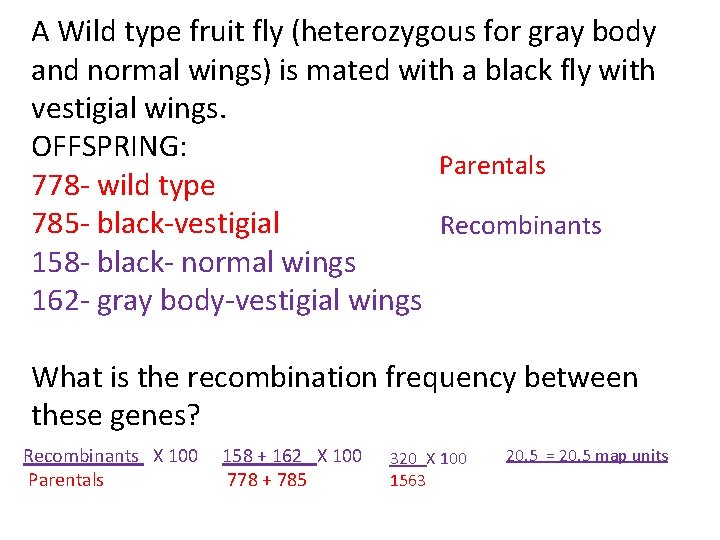 A Wild type fruit fly (heterozygous for gray body and normal wings) is mated A Wild type fruit fly (heterozygous for gray body and normal wings) is mated