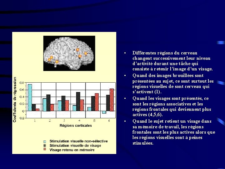  • • Différentes régions du cerveau changent successivement leur niveau d’activité durant une