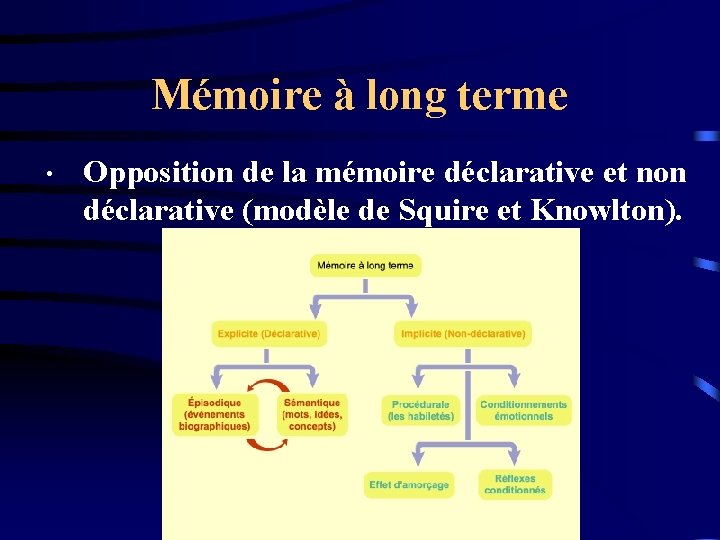 Mémoire à long terme • Opposition de la mémoire déclarative et non déclarative (modèle
