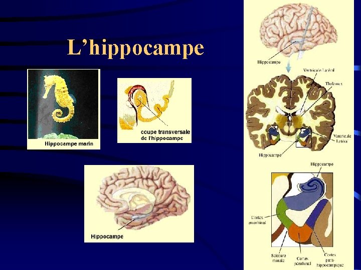 L’hippocampe 