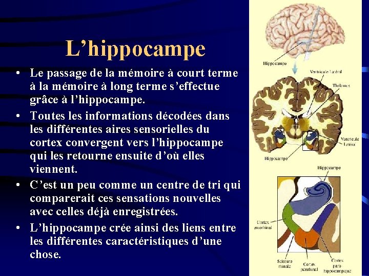L’hippocampe • Le passage de la mémoire à court terme à la mémoire à