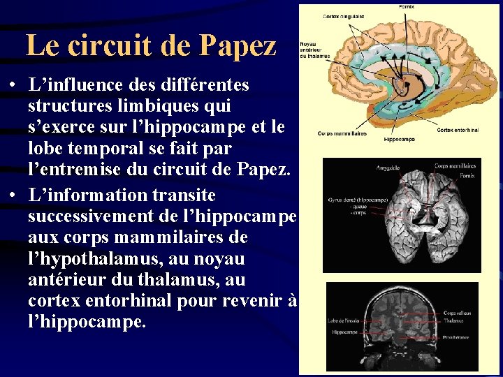 Le circuit de Papez • L’influence des différentes structures limbiques qui s’exerce sur l’hippocampe
