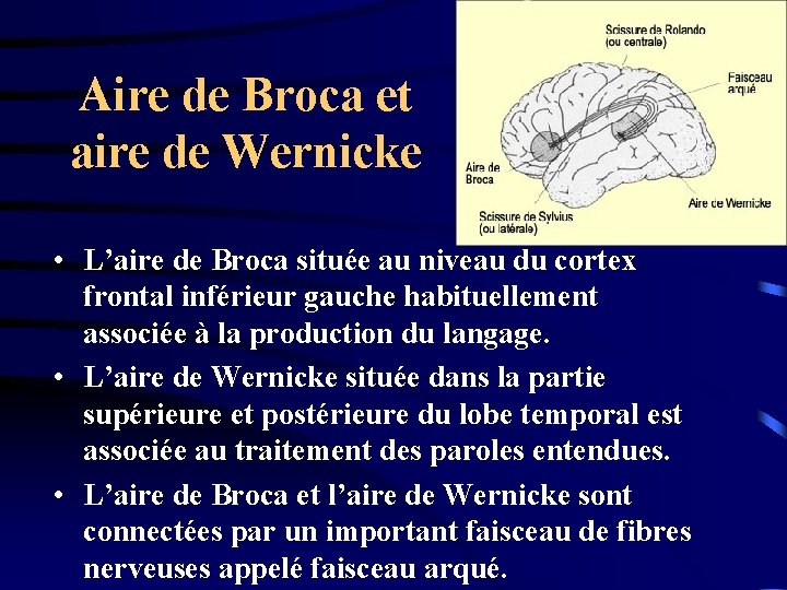 Aire de Broca et aire de Wernicke • L’aire de Broca située au niveau