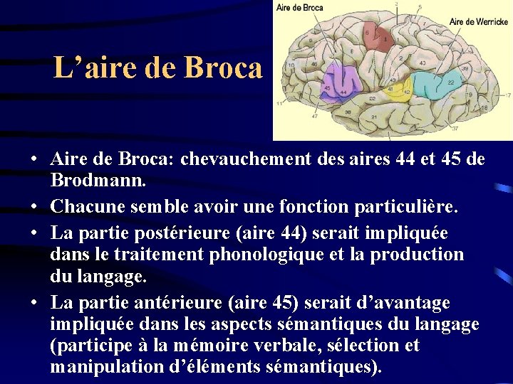 L’aire de Broca • Aire de Broca: chevauchement des aires 44 et 45 de