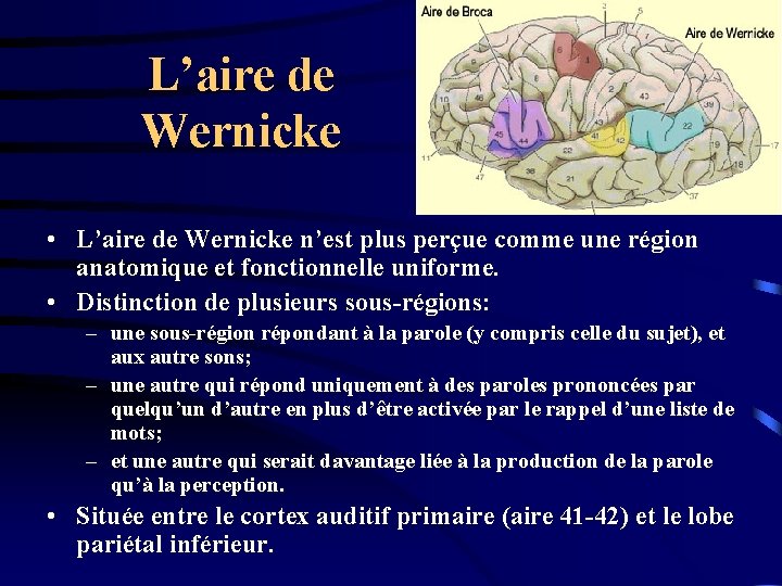 L’aire de Wernicke • L’aire de Wernicke n’est plus perçue comme une région anatomique