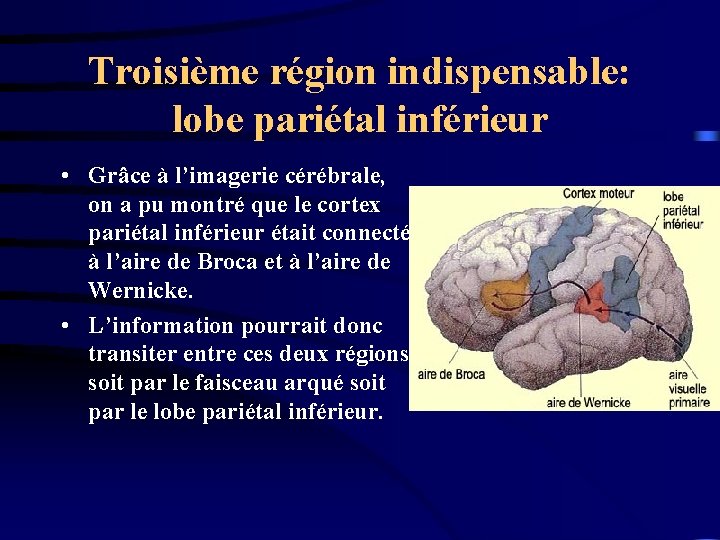 Troisième région indispensable: lobe pariétal inférieur • Grâce à l’imagerie cérébrale, on a pu