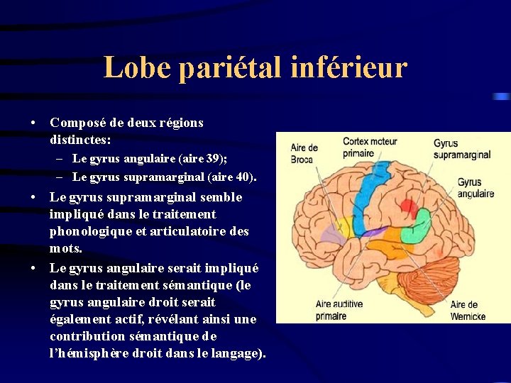 Lobe pariétal inférieur • Composé de deux régions distinctes: – Le gyrus angulaire (aire