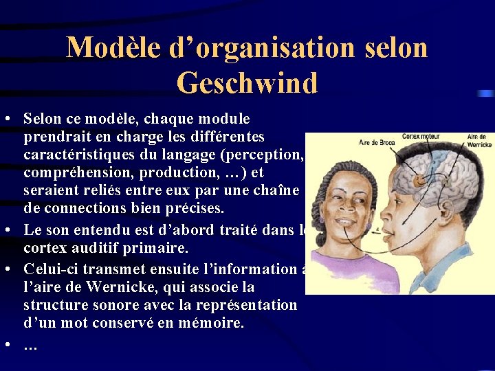 Modèle d’organisation selon Geschwind • Selon ce modèle, chaque module prendrait en charge les