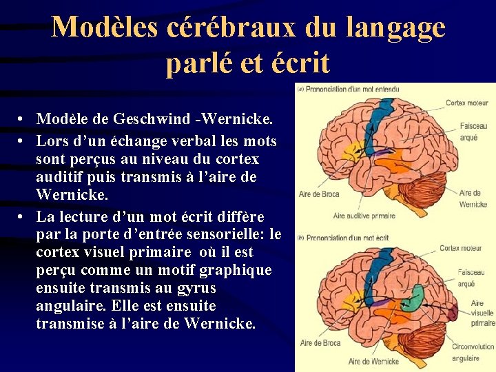 Modèles cérébraux du langage parlé et écrit • Modèle de Geschwind -Wernicke. • Lors