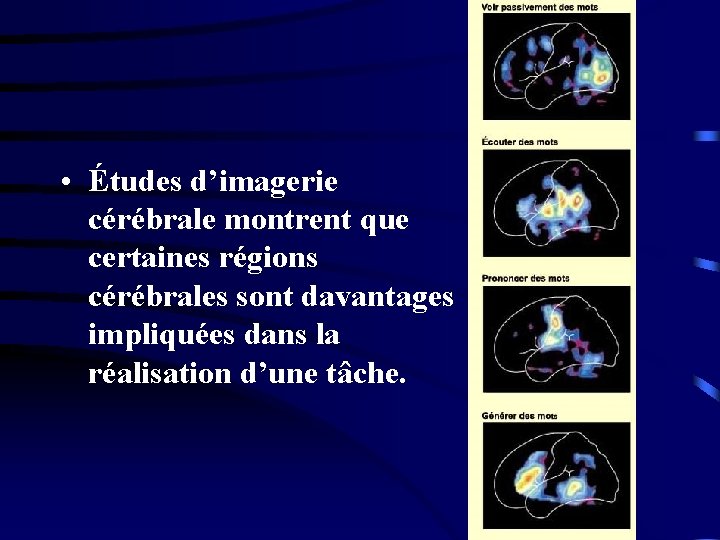  • Études d’imagerie cérébrale montrent que certaines régions cérébrales sont davantages impliquées dans